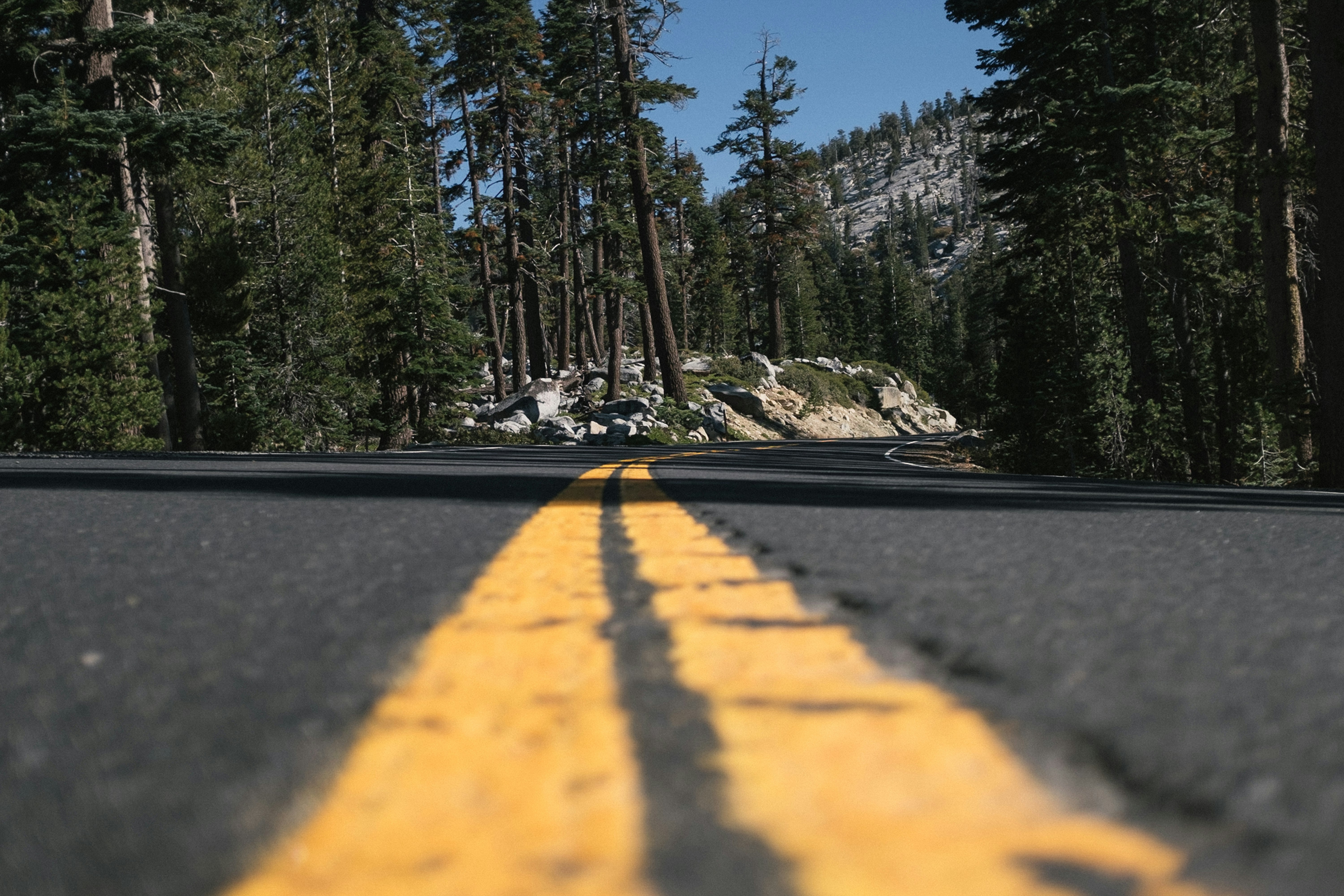 low angle photo of roadway surrounded with trees